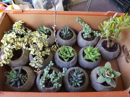 סוקולנט שתול בעציץ בטון יצוק מיקס לתנאי משרד